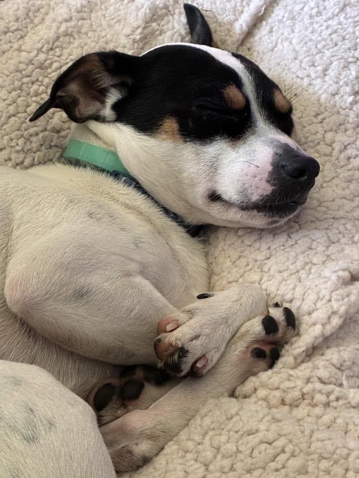 Enlarge Rocky Cannoli, a ADOPTABLE mixed breed in Racine, WI image 5/6