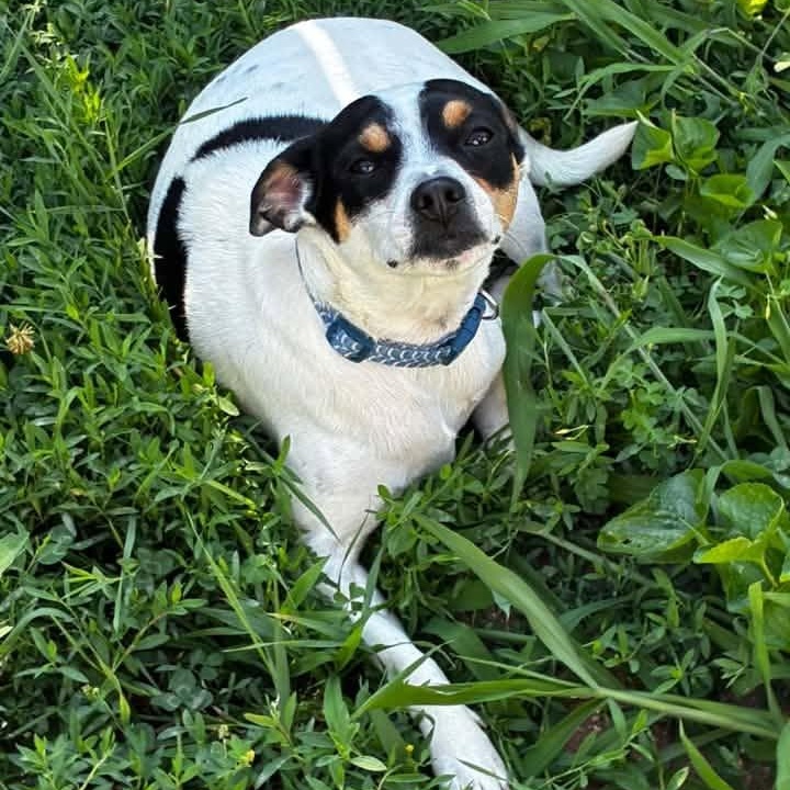 Enlarge Rocky Cannoli, a ADOPTABLE mixed breed in Racine, WI image 6/6