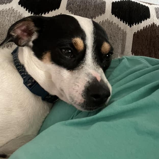 Enlarge Rocky Cannoli, a ADOPTABLE mixed breed in Racine, WI image 3/3