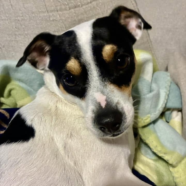 Enlarge Rocky Cannoli, a ADOPTABLE mixed breed in Racine, WI image 1/6