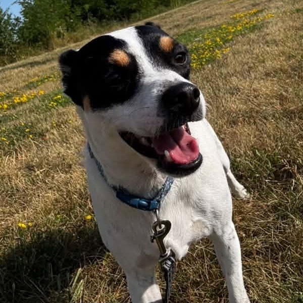 Rocky Cannoli, ADOPTABLE, Adult Male Jack Russell Terrier.