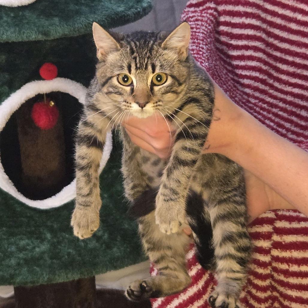 Polly, a Adoptable Domestic Short Hair in Fargo, ND image 1/2