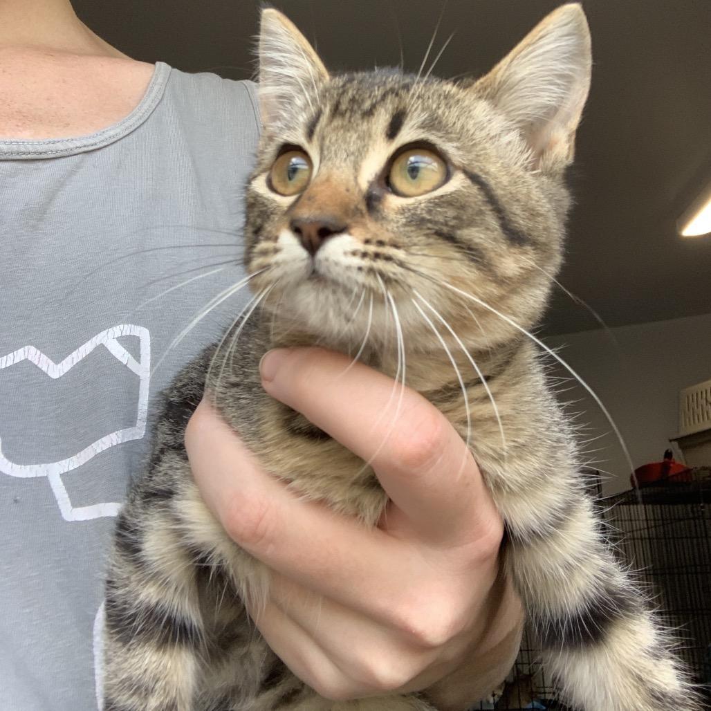 Polly, a Adoptable Domestic Short Hair in Fargo, ND image 2/2