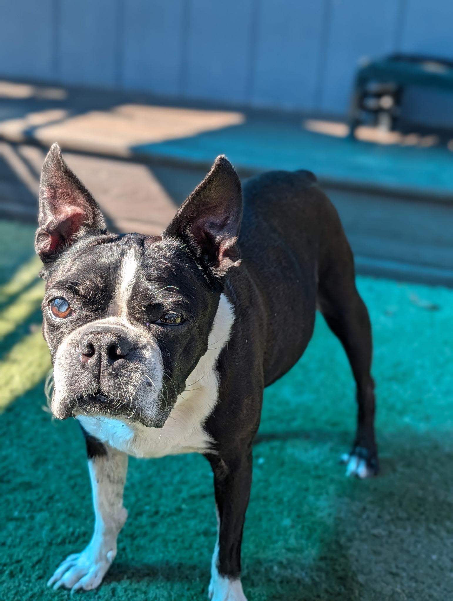 Enlarge Sweet Pea (Pair with Mr. T) , a ADOPTABLE Boston Terrier in Pflugerville, TX image 2/6
