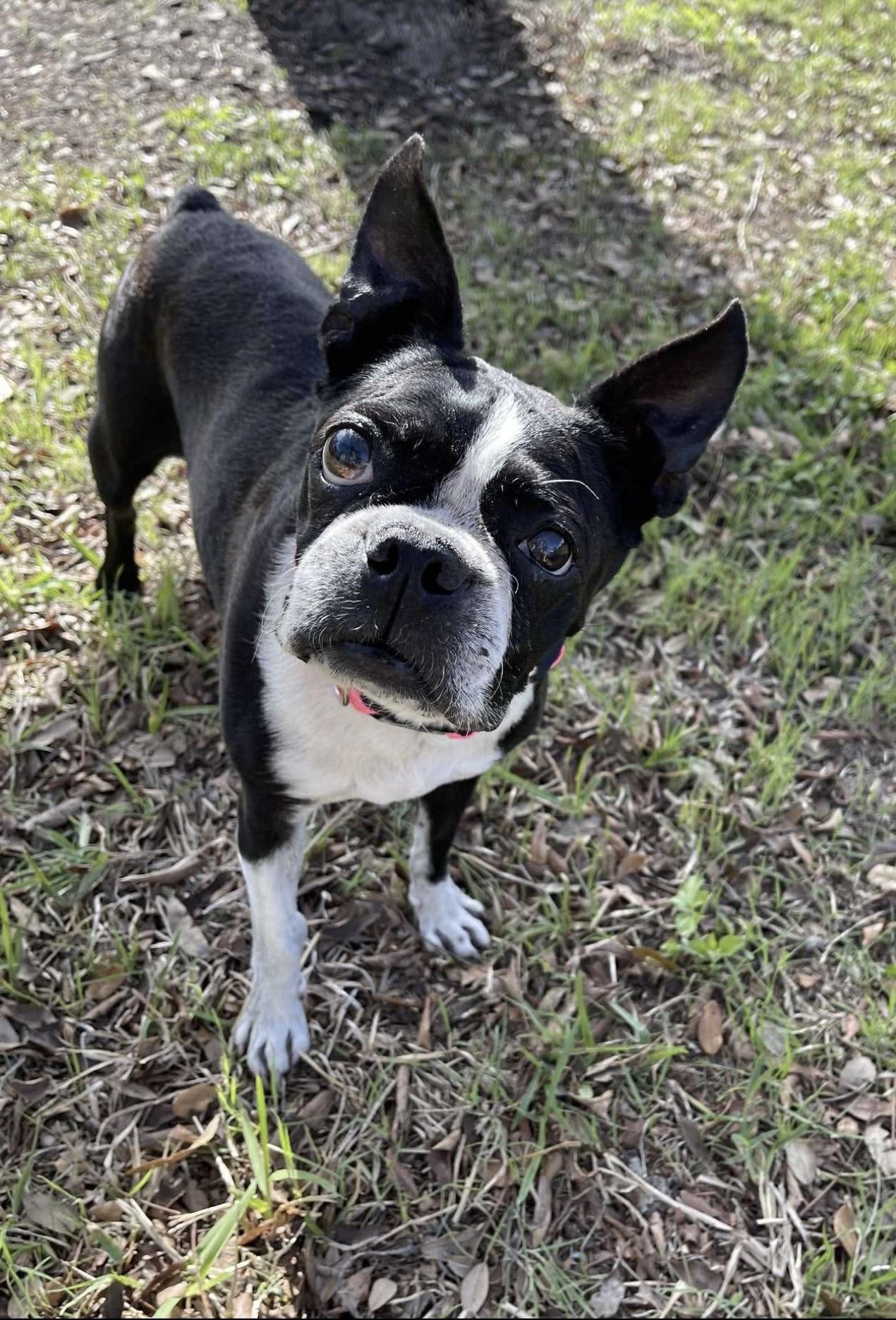 Sweet Pea (Pair with Mr. T) , ADOPTABLE, Senior Female Boston Terrier.