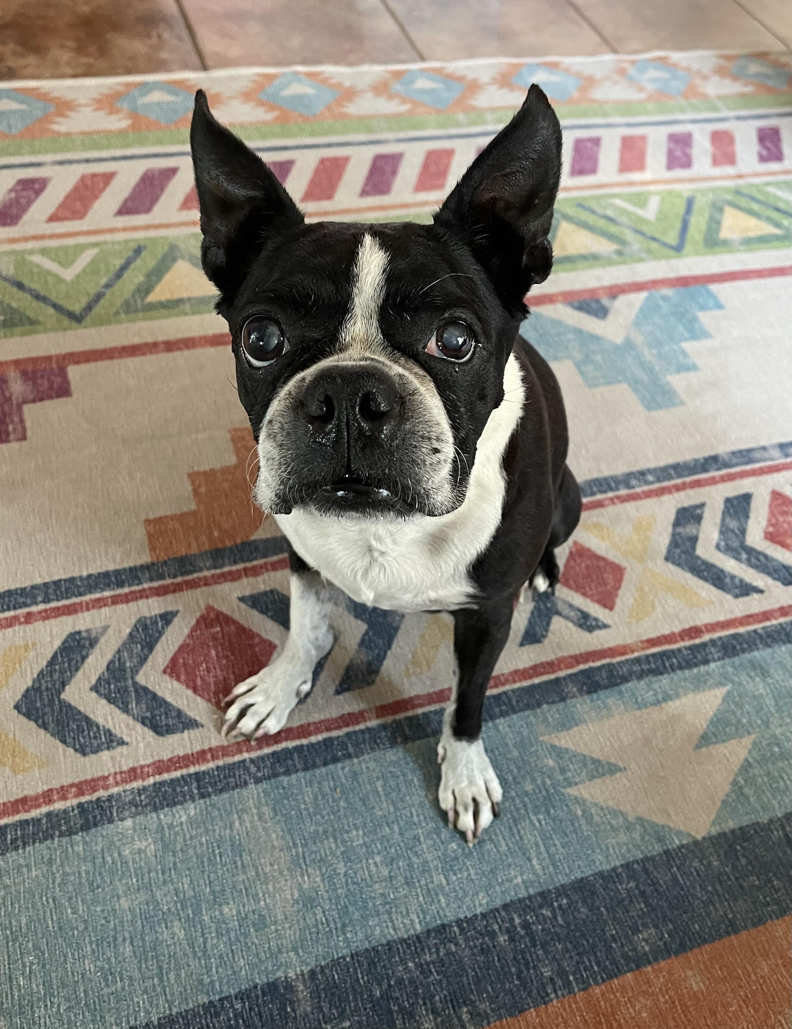 Enlarge Sweet Pea (Pair with Mr. T) , a ADOPTABLE Boston Terrier in Pflugerville, TX image 1/6