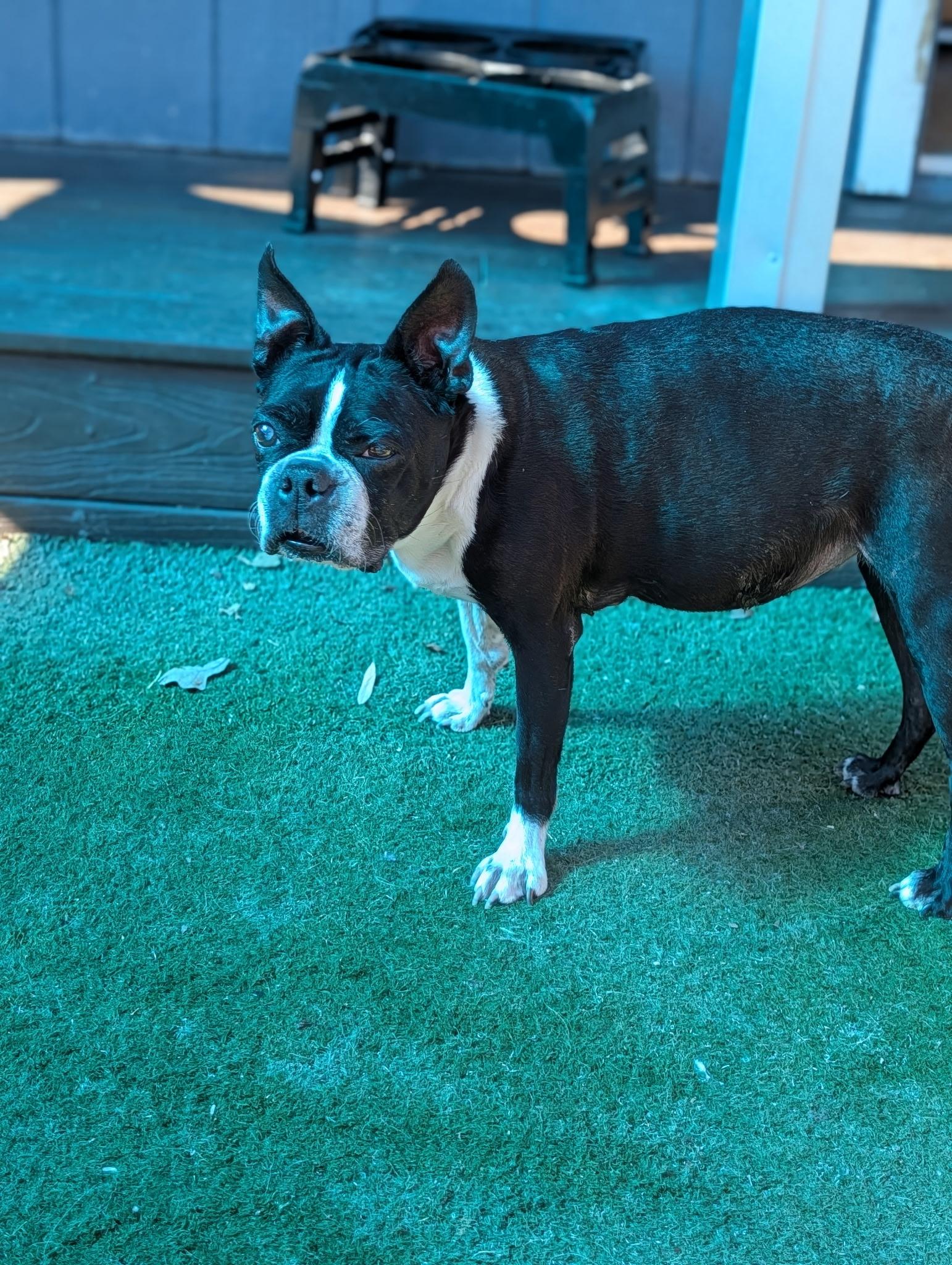 Enlarge Sweet Pea (Pair with Mr. T) , a ADOPTABLE Boston Terrier in Pflugerville, TX image 6/6