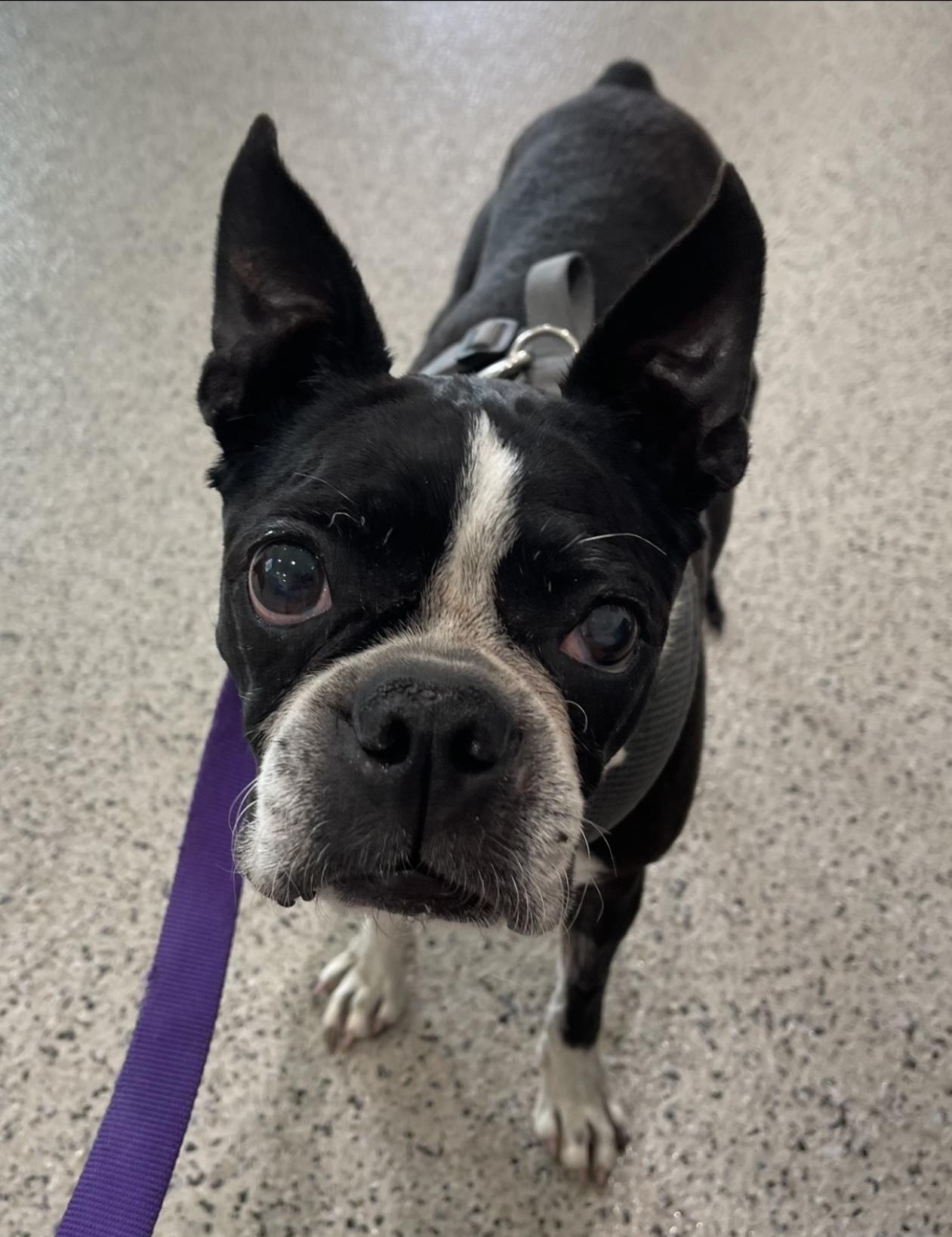 Enlarge Sweet Pea (Pair with Mr. T) , a ADOPTABLE Boston Terrier in Pflugerville, TX image 3/6