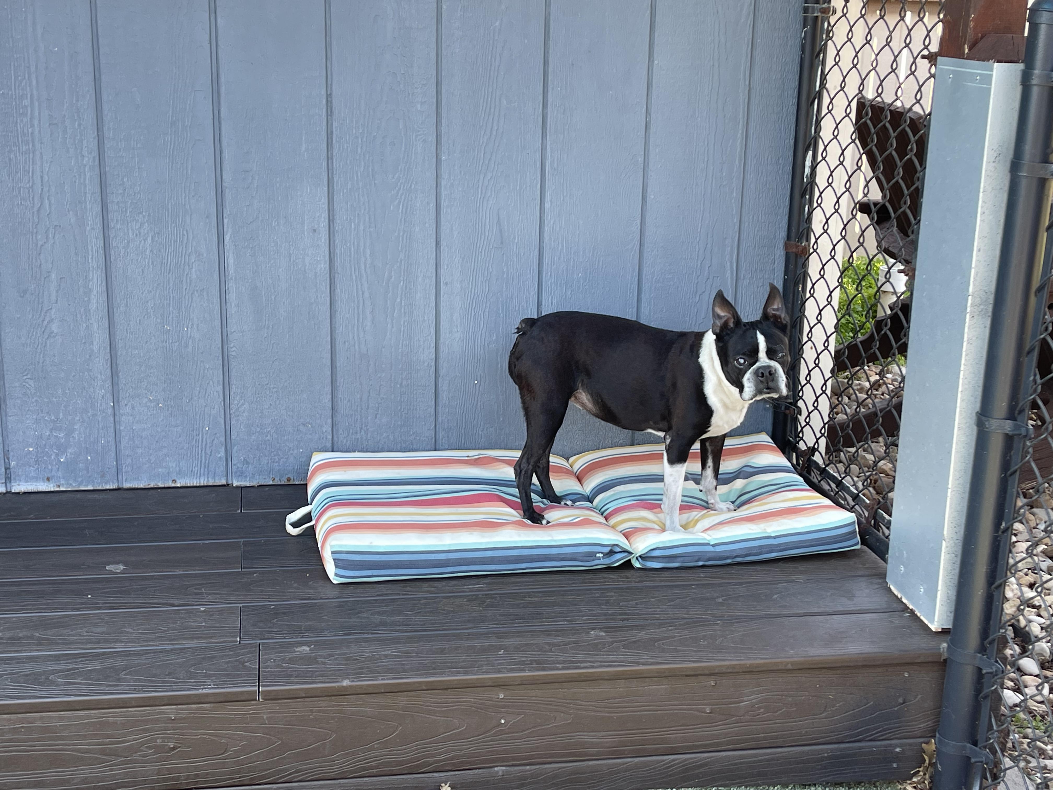 Enlarge Sweet Pea (Pair with Mr. T) , a ADOPTABLE Boston Terrier in Pflugerville, TX image 3/6