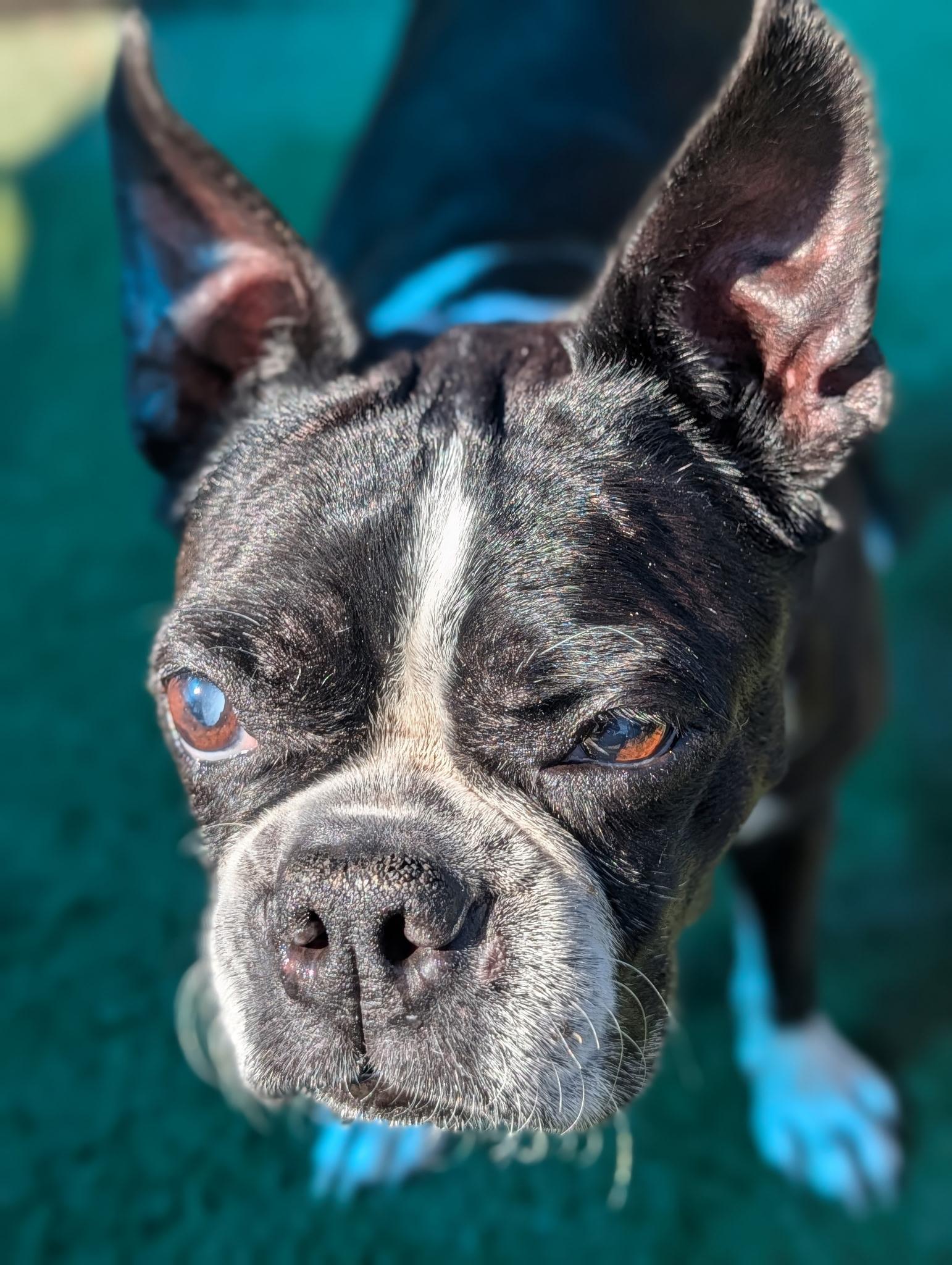 Sweet Pea (Pair with Mr. T) , ADOPTABLE, Senior Female Boston Terrier.