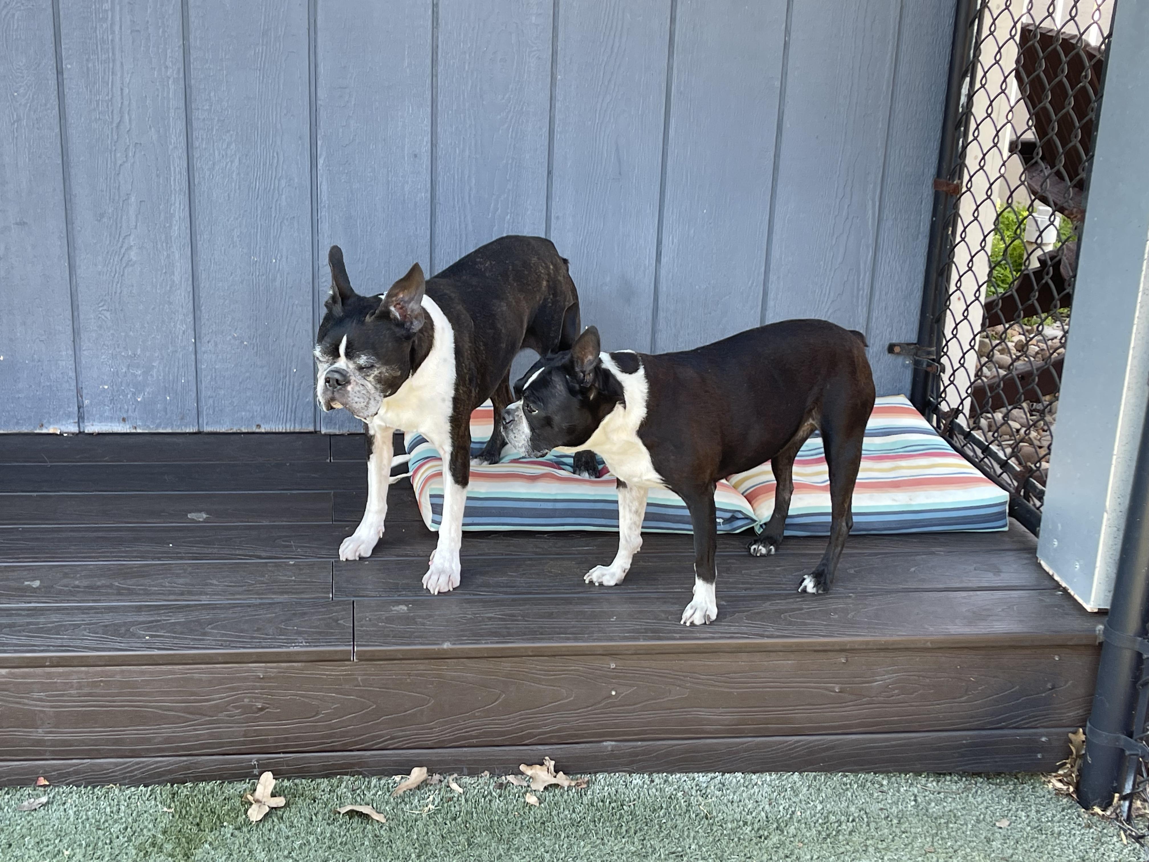 Enlarge Sweet Pea (Pair with Mr. T) , a ADOPTABLE Boston Terrier in Pflugerville, TX image 4/6