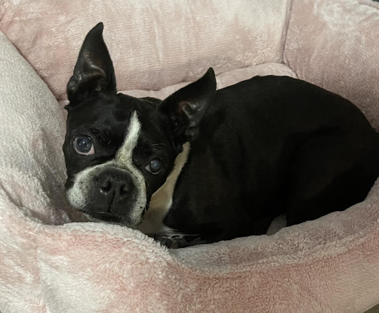 Sweet Pea, a ADOPTABLE Boston Terrier in Pflugerville, TX image 2/6