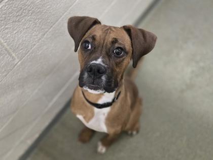 Enlarge Apollo, a Adoptable mixed breed in Coon Rapids, MN image 1/3