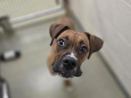 Enlarge Apollo, a Adoptable mixed breed in Coon Rapids, MN image 2/3