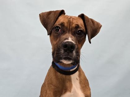 Enlarge Apollo, a Adoptable mixed breed in Coon Rapids, MN image 3/3