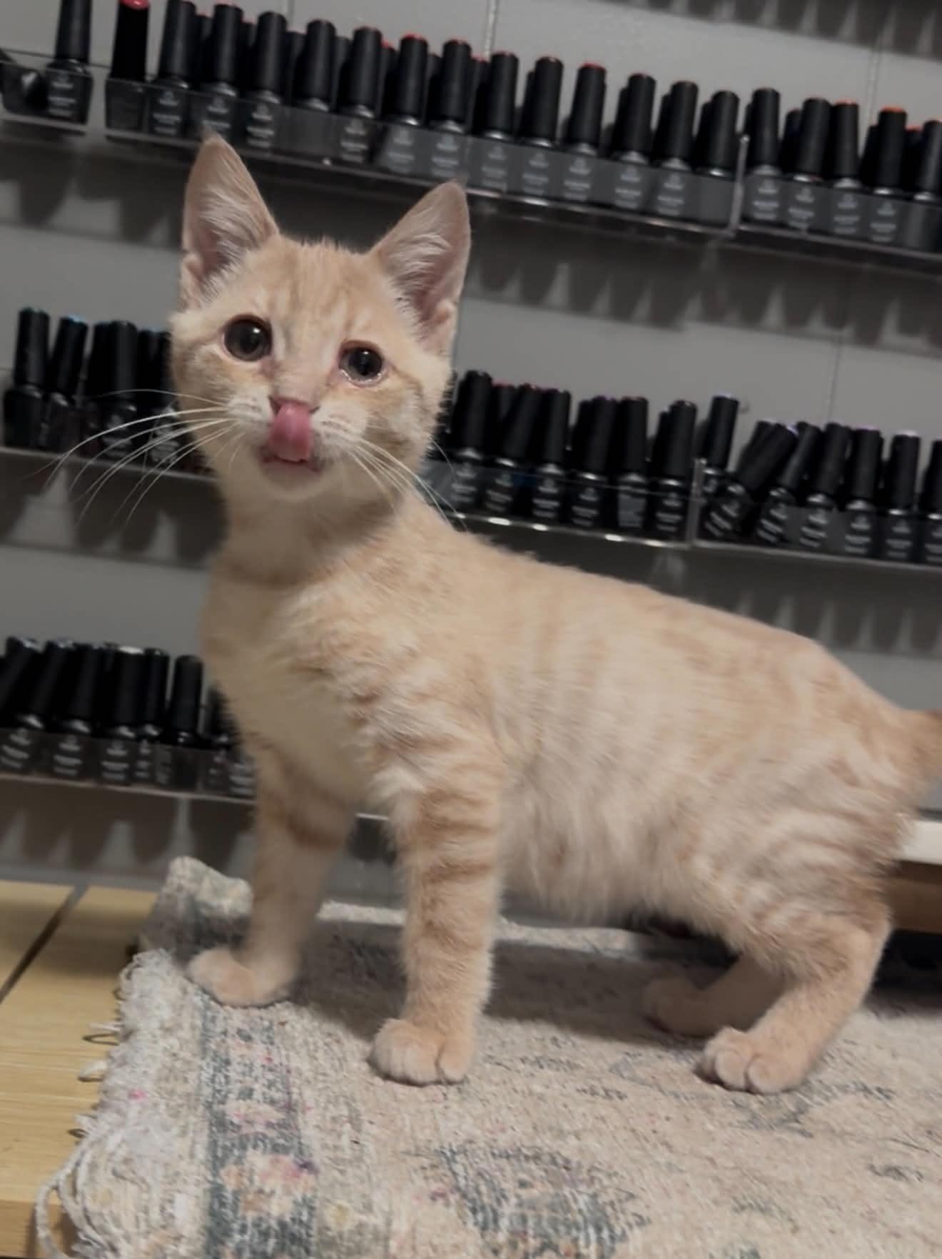 Simba, a ADOPTABLE Domestic Short Hair in brant, MI image 2/2