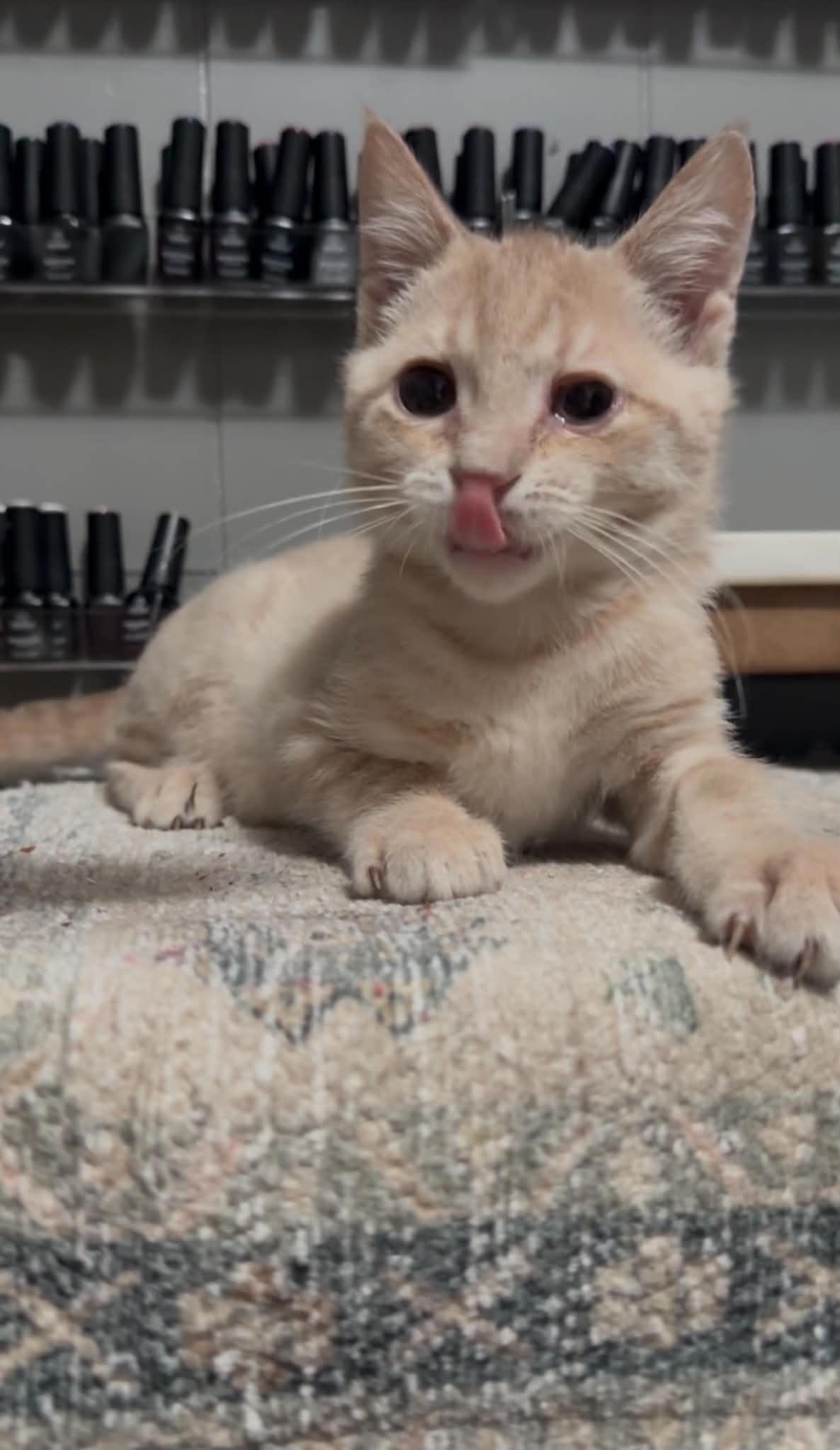 Simba, ADOPTABLE, Kitten Male Domestic Short Hair.