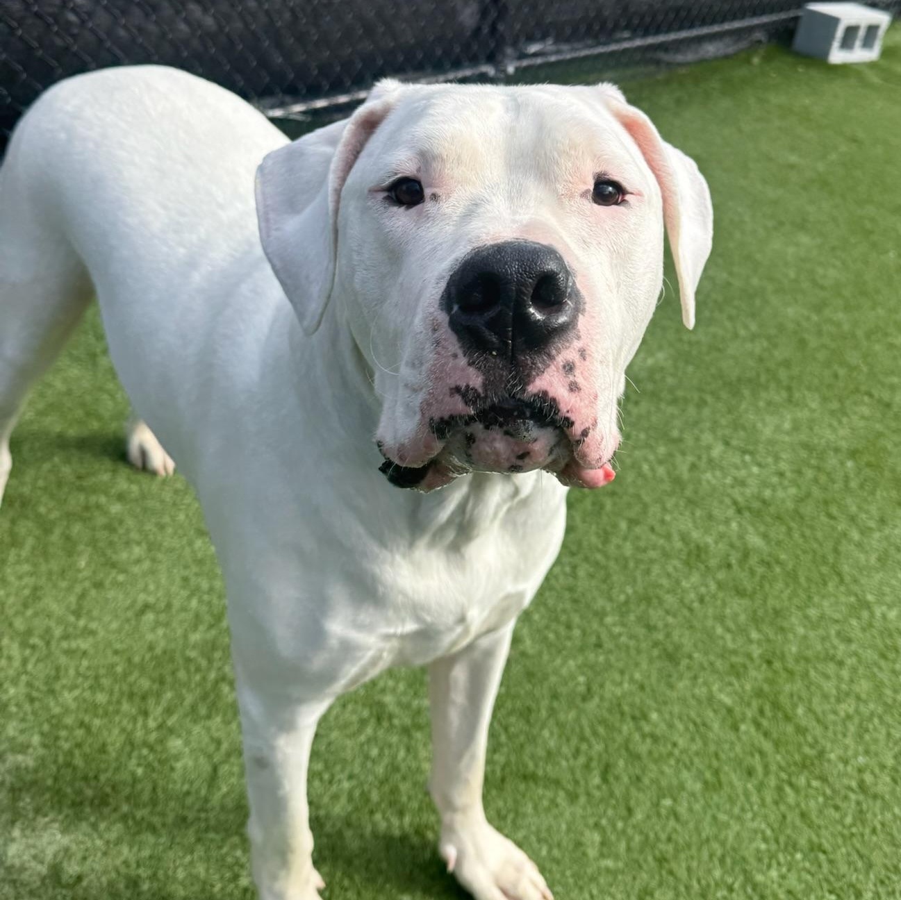 Moon *DEAF*, ADOPTABLE, Adult Male Dogo Argentino.