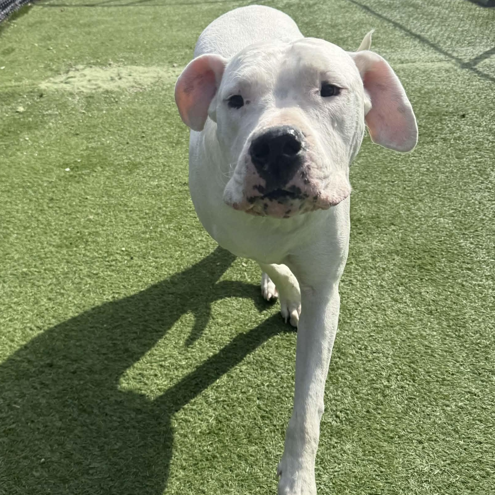 Enlarge Moon *DEAF*, a ADOPTABLE Dogo Argentino in Groton, CT image 6/6