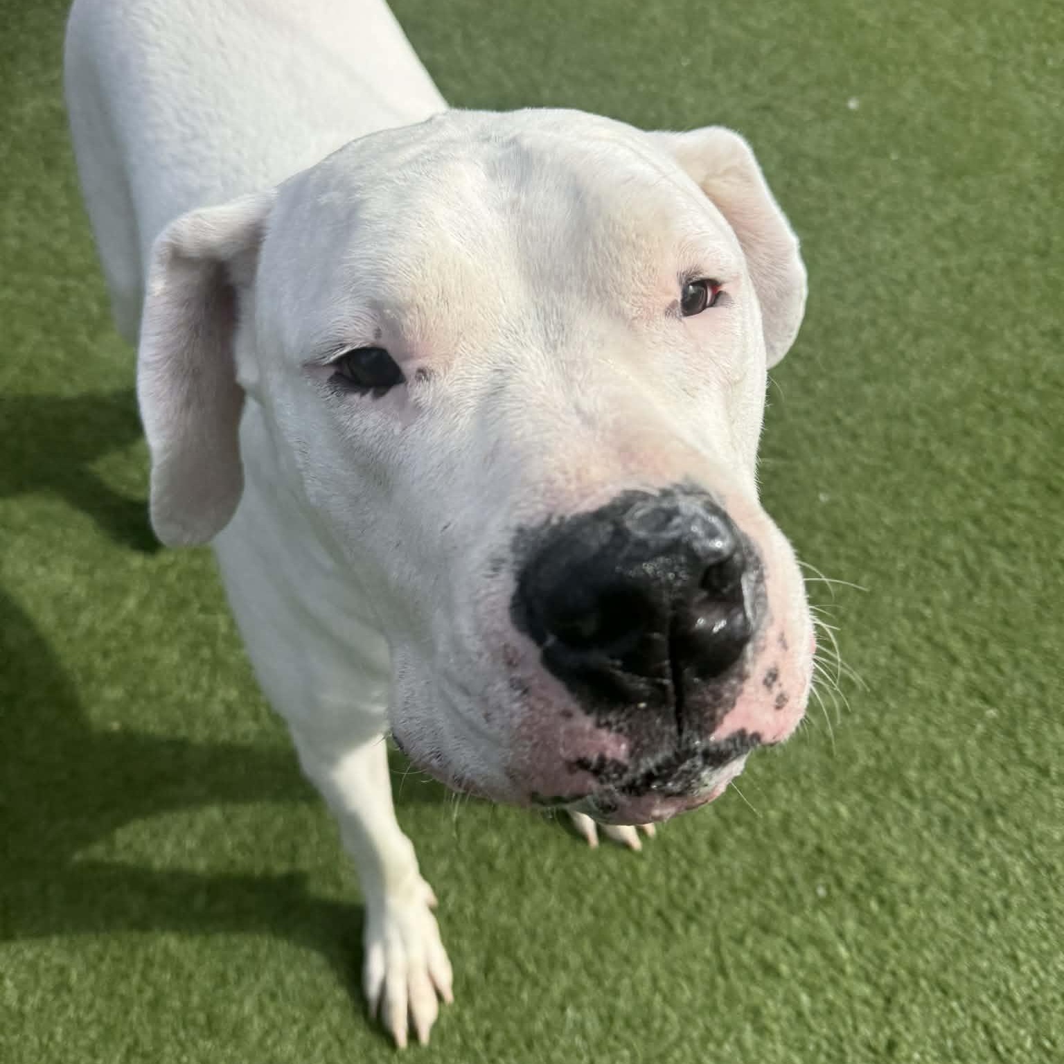 Enlarge Moon *DEAF*, a ADOPTABLE Dogo Argentino in Groton, CT image 4/6