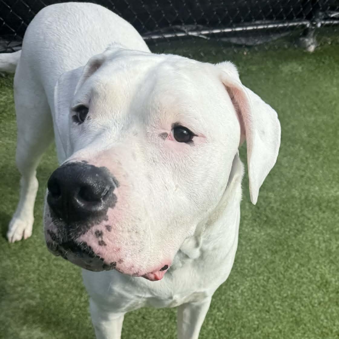 Enlarge Moon *DEAF*, a ADOPTABLE Dogo Argentino in Groton, CT image 3/6