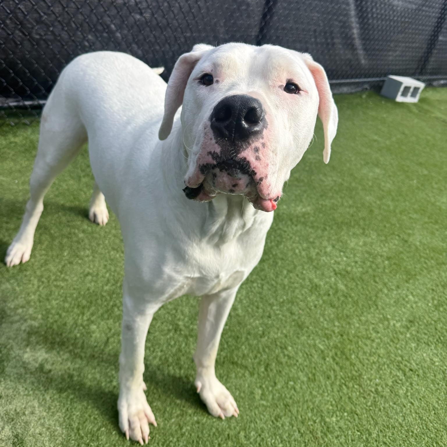 Enlarge Moon *DEAF*, a ADOPTABLE Dogo Argentino in Groton, CT image 5/6