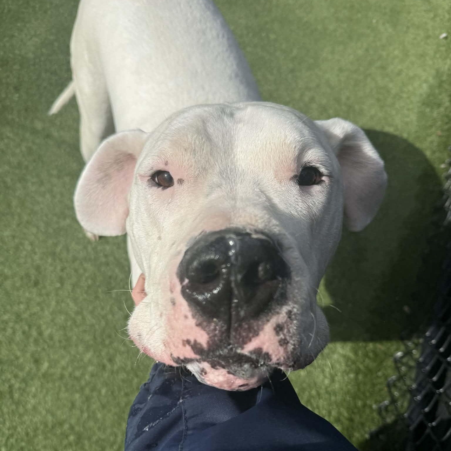 Enlarge Moon *DEAF*, a ADOPTABLE Dogo Argentino in Groton, CT image 2/6