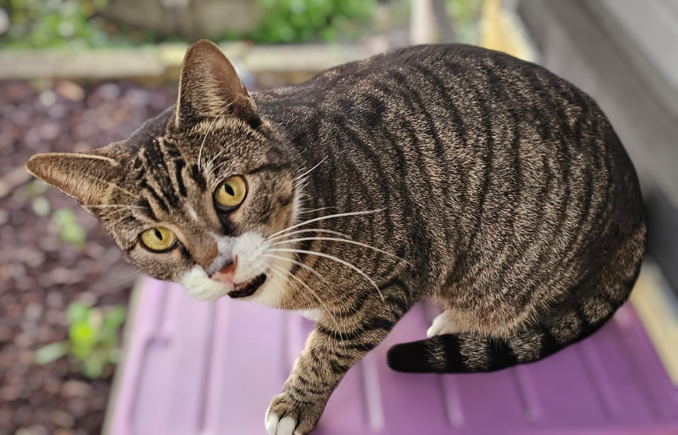 Enlarge Snickers, a ADOPTABLE Domestic Short Hair in Largo, FL image 1/3