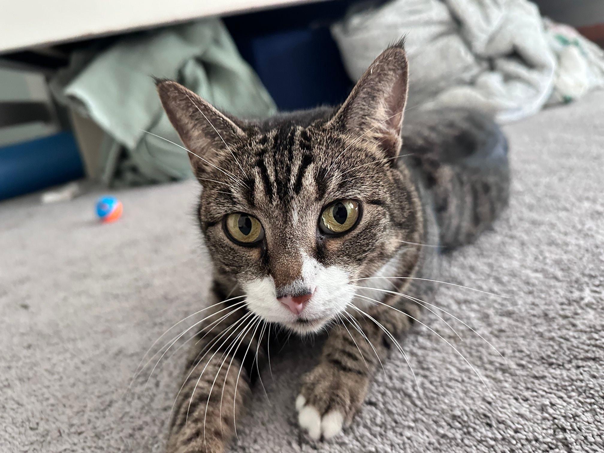 Enlarge Snickers, a ADOPTABLE Domestic Short Hair in Largo, FL image 2/3