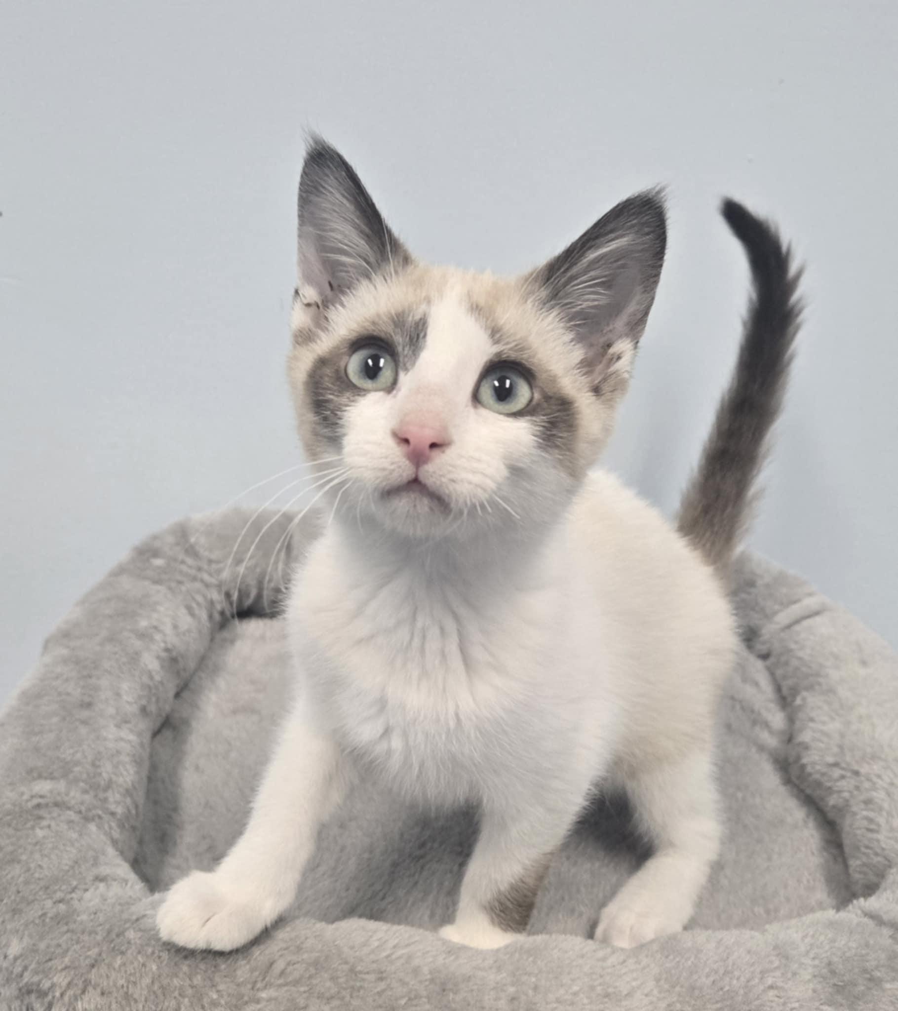 Enlarge Zuri, a Adopted Domestic Short Hair in Shelbyville, KY image 1/2