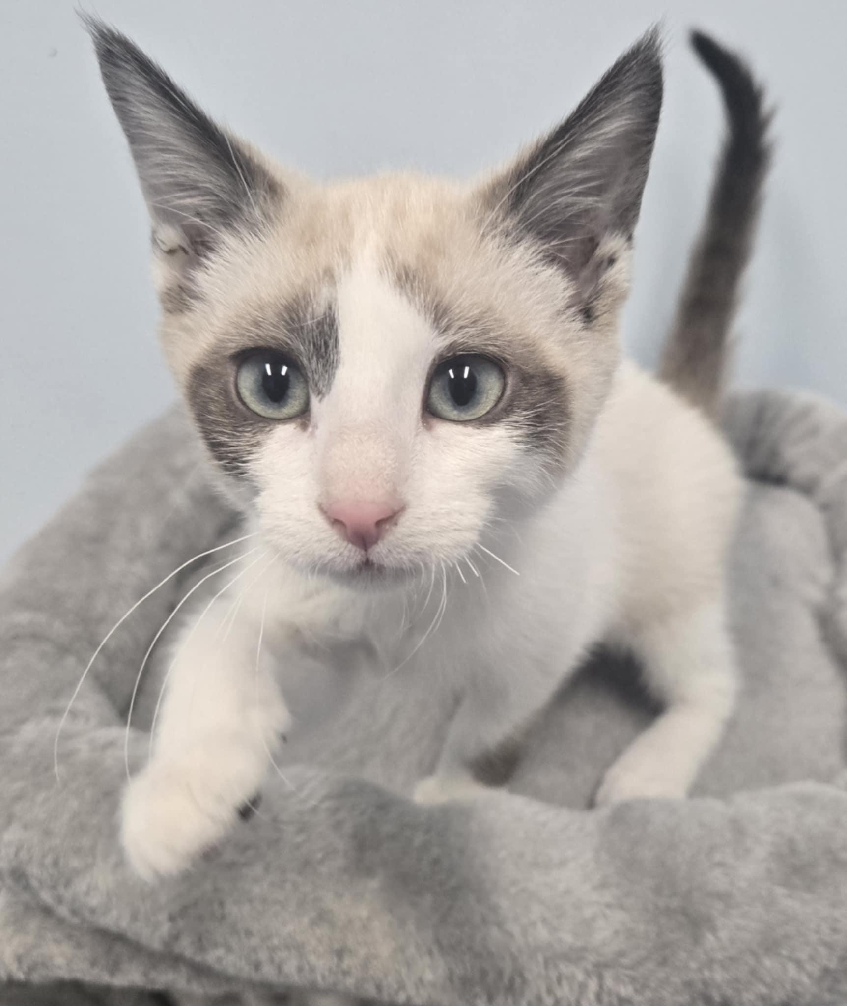 Enlarge Zuri, a Adopted Domestic Short Hair in Shelbyville, KY image 2/2