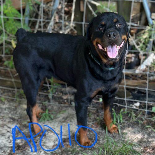 Apollo, Adoptable, Young Male Rottweiler.