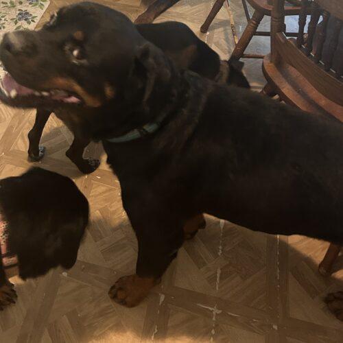 Enlarge Apollo, a Adoptable Rottweiler in Biloxi, MS image 3/3