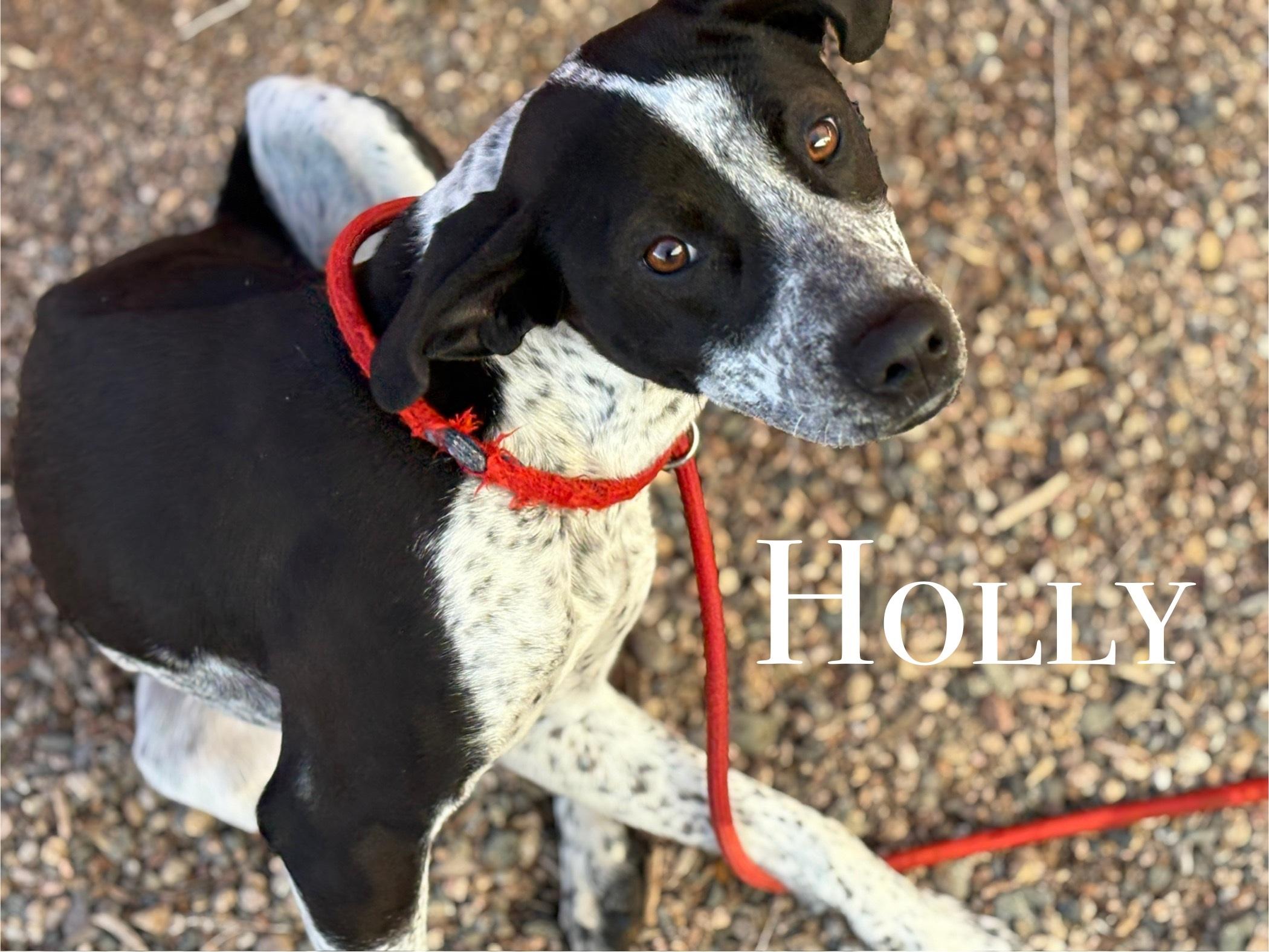 Enlarge Holly, a ADOPTABLE mixed breed in Craig, CO image 1/1