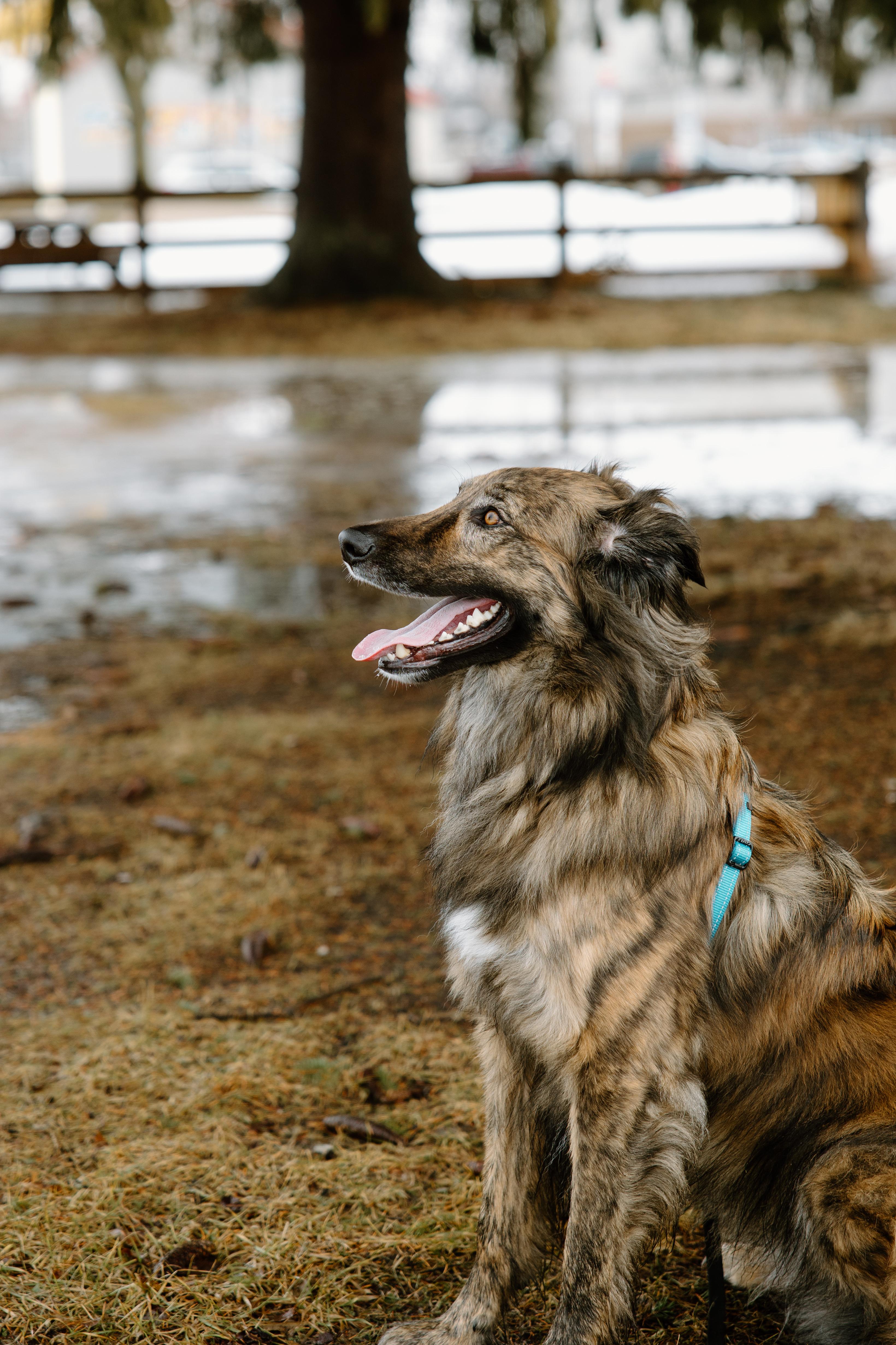 Enlarge Cosmo, a Adoptable mixed breed in Mississauga, ON image 5/5