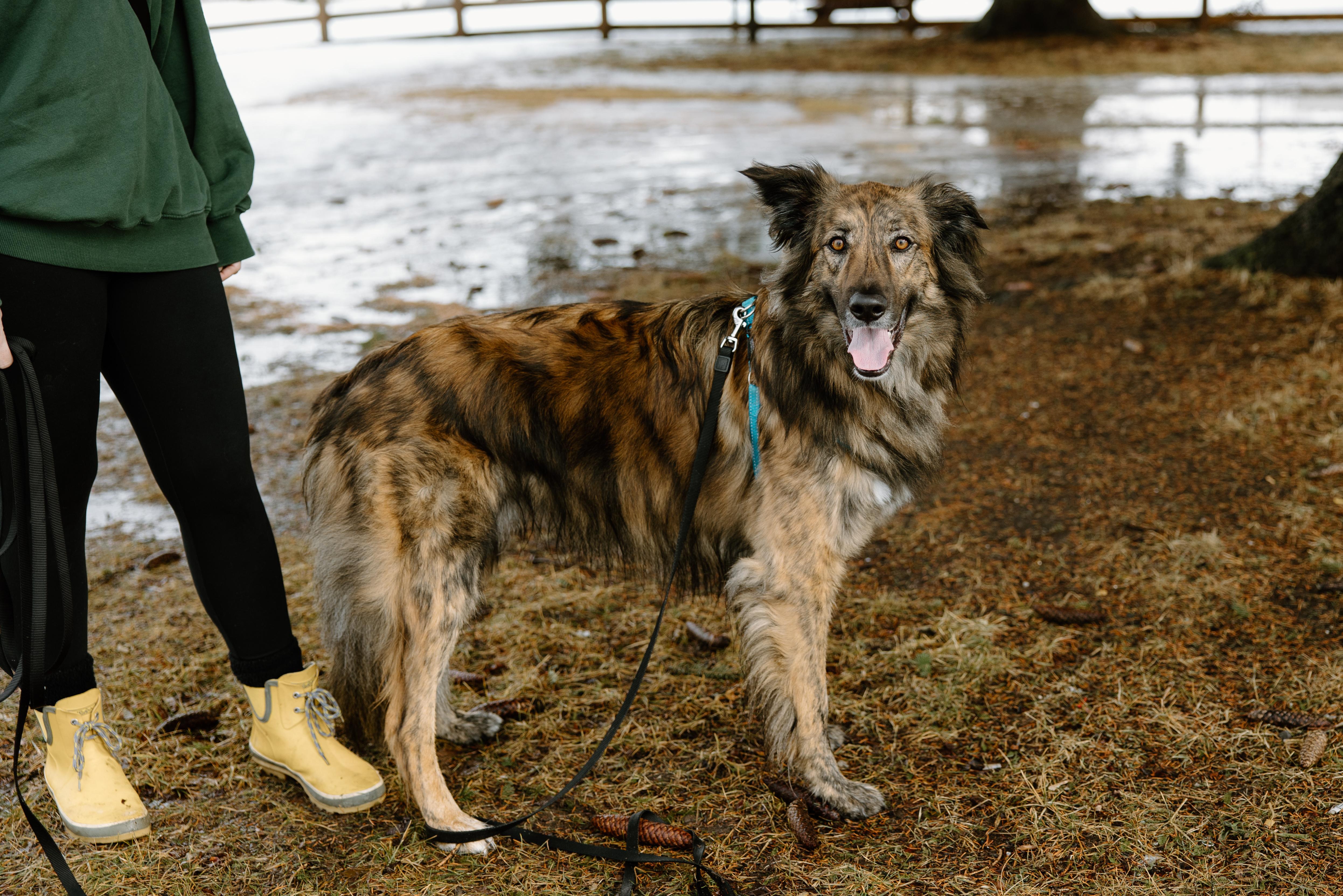 Enlarge Cosmo, a Adoptable mixed breed in Mississauga, ON image 2/5