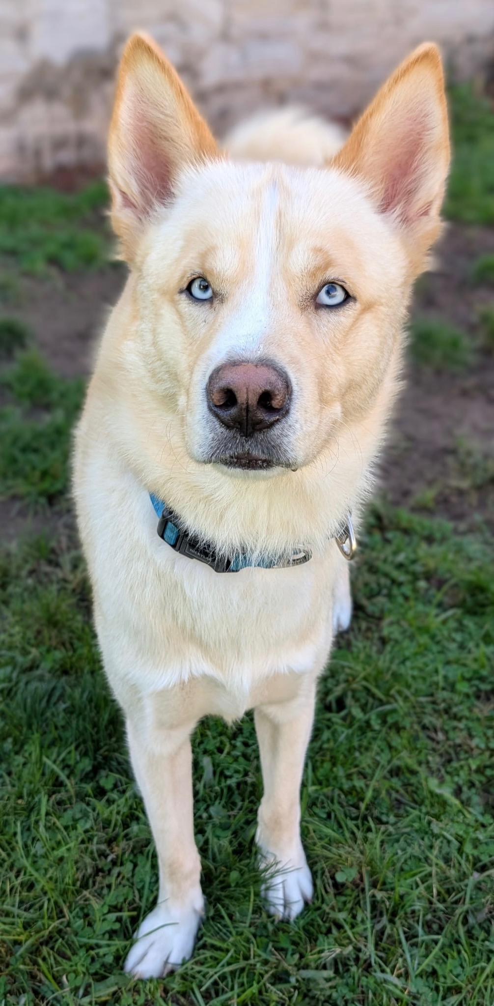 Enlarge Astro, a Adoptable mixed breed in Jamesville, NY image 3/4