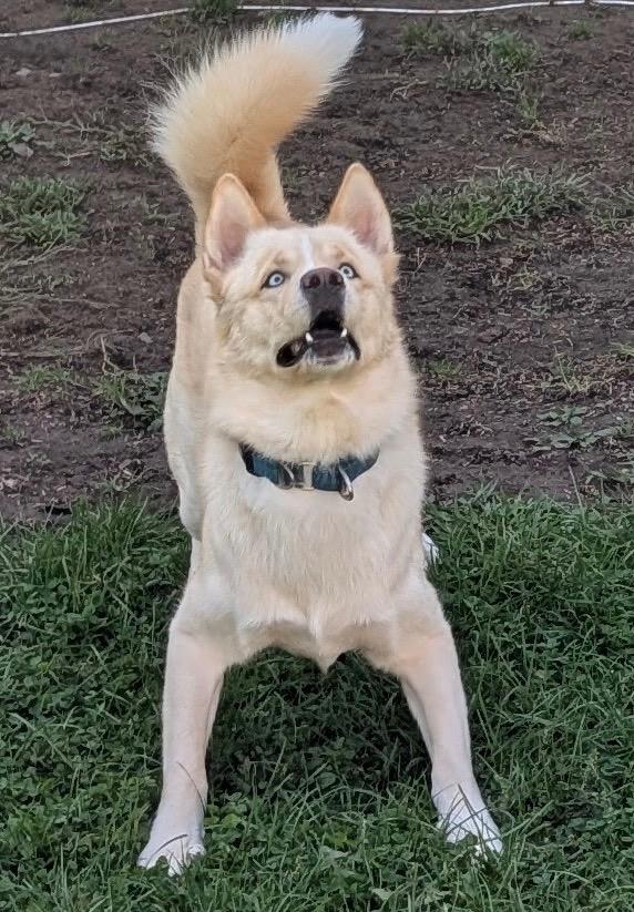 Enlarge Astro, a Adoptable mixed breed in Jamesville, NY image 2/4