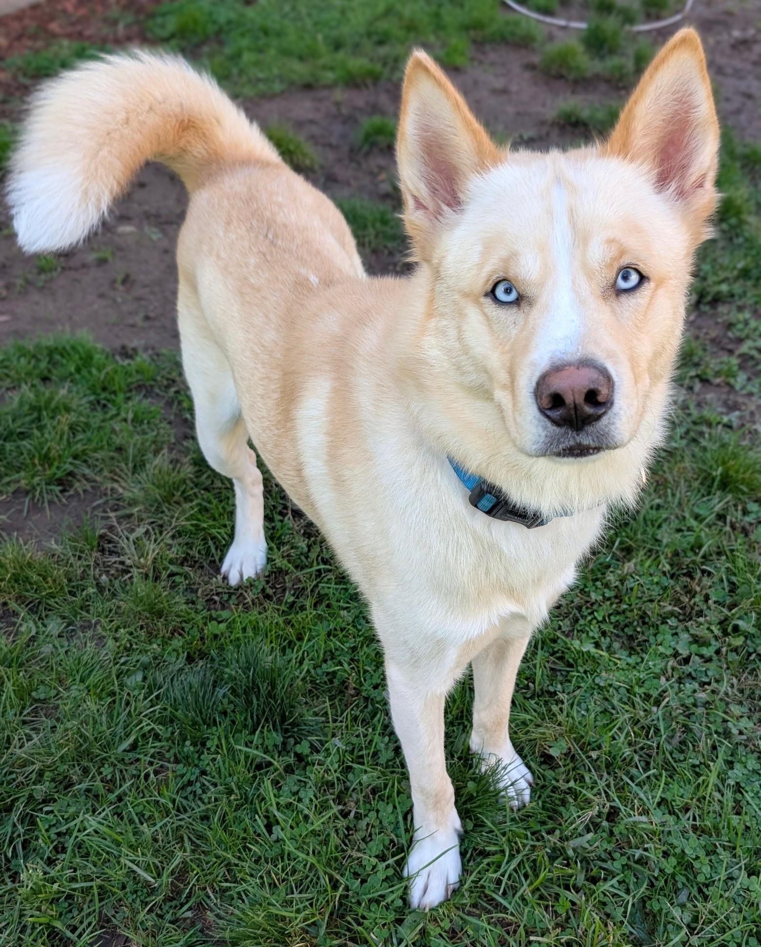 Astro, Adoptable, Adult Male Siberian Husky.