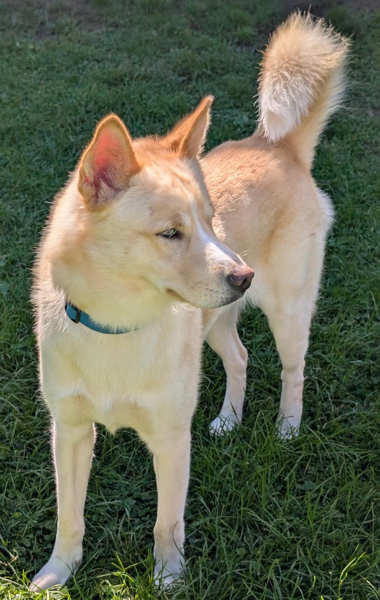 Enlarge Astro, a Adoptable mixed breed in Jamesville, NY image 4/4