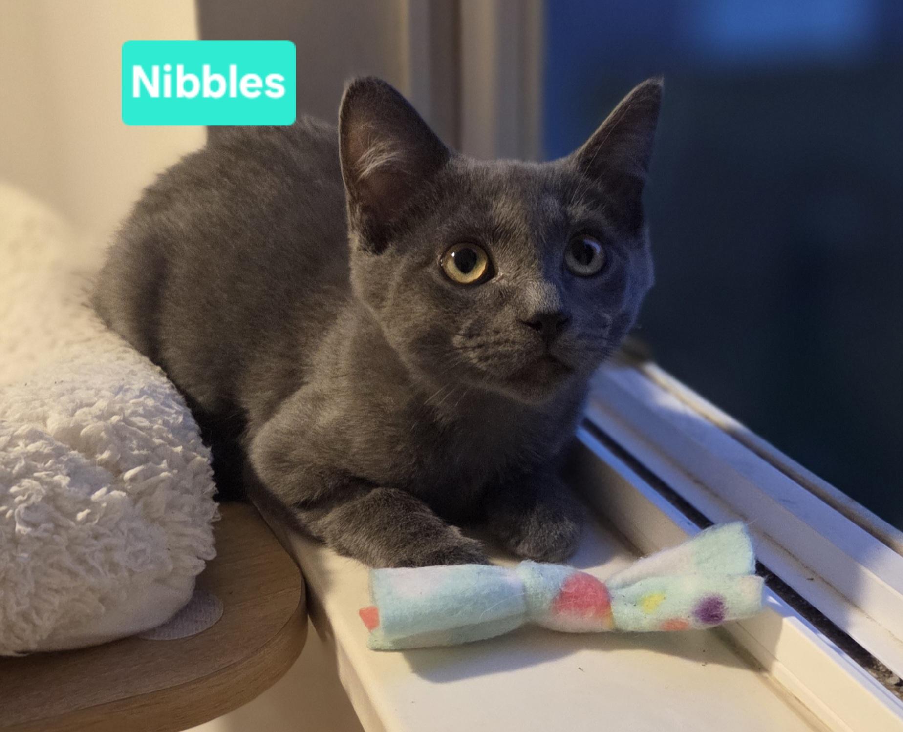 Enlarge Nibbles (Mouse & Squeak), a ADOPTABLE Domestic Short Hair in Brighton, MI image 3/3