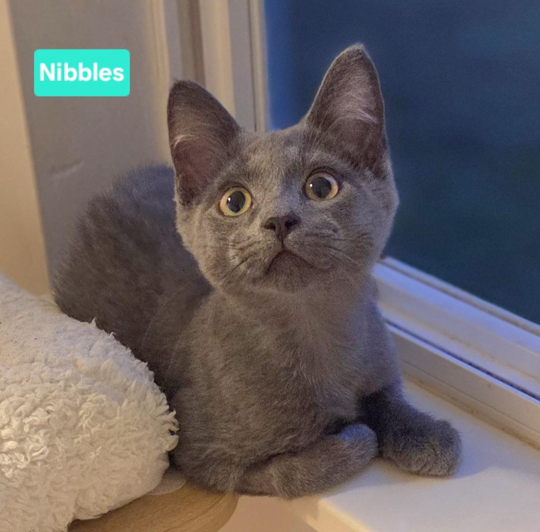 Nibbles (Mouse & Squeak), ADOPTABLE, Kitten Male Domestic Short Hair.
