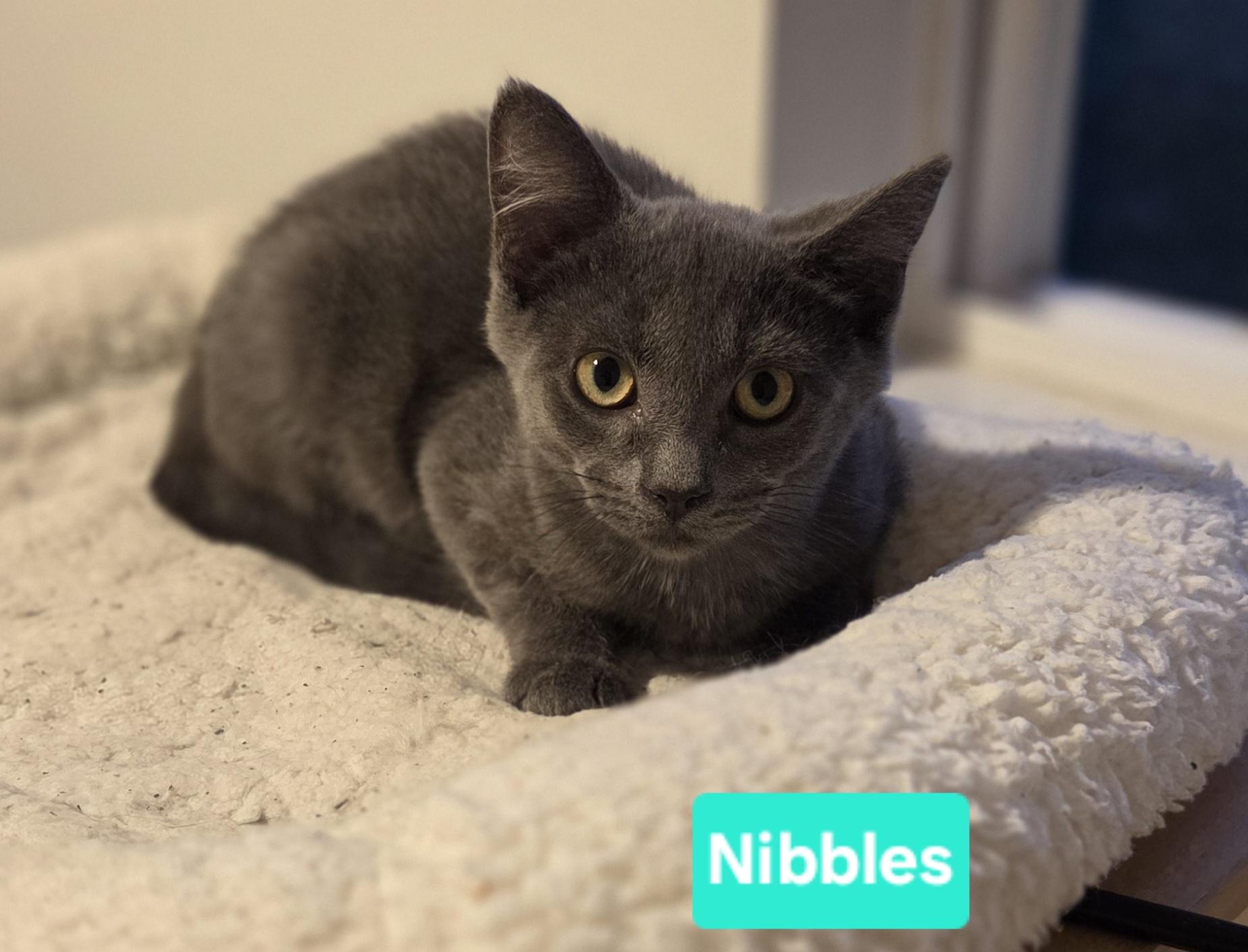 Enlarge Nibbles (Mouse & Squeak), a ADOPTABLE Domestic Short Hair in Brighton, MI image 2/3