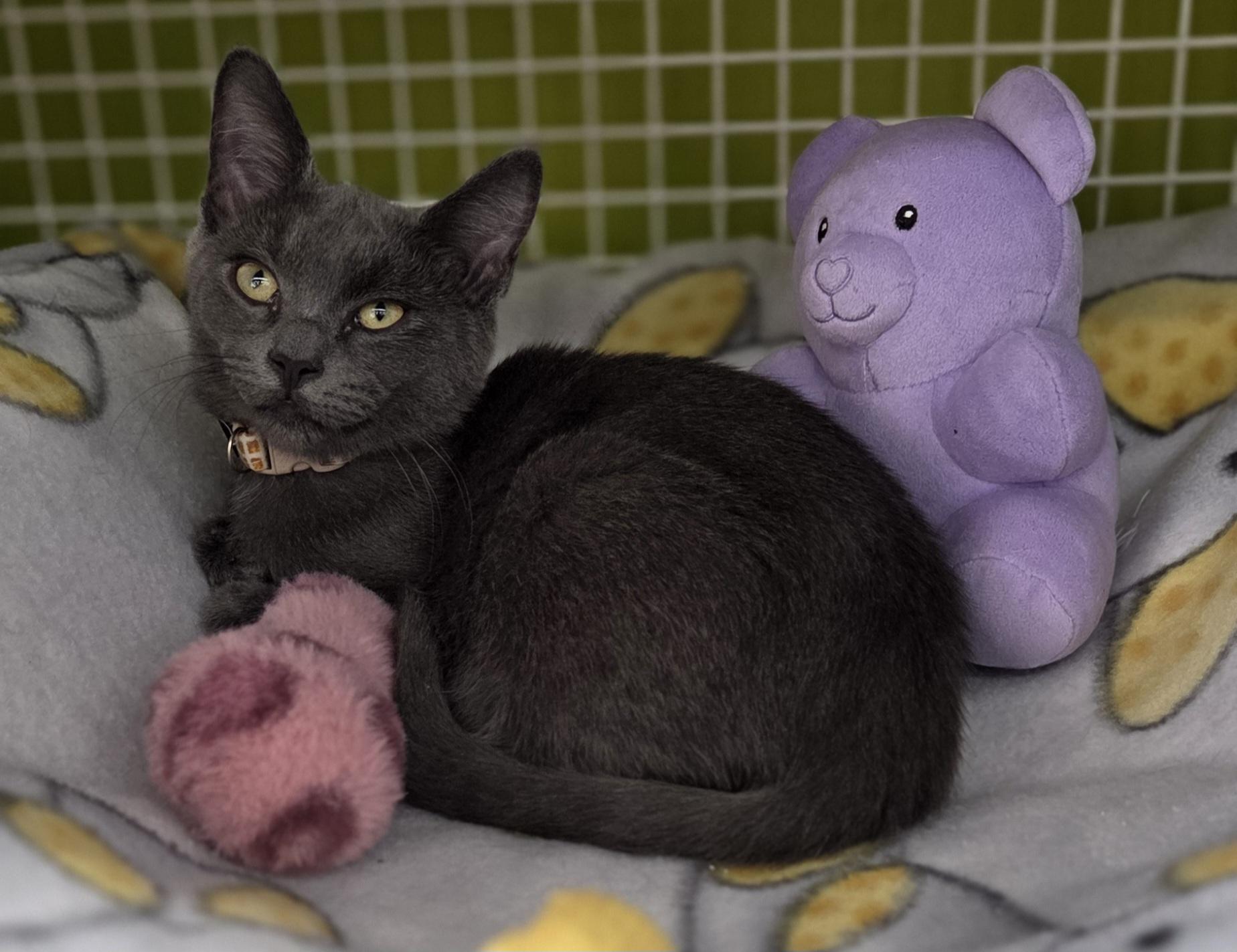 Enlarge Nibbles (siblings are Mouse & Squeak), a Adoptable Domestic Short Hair in Brighton, MI image 5/5