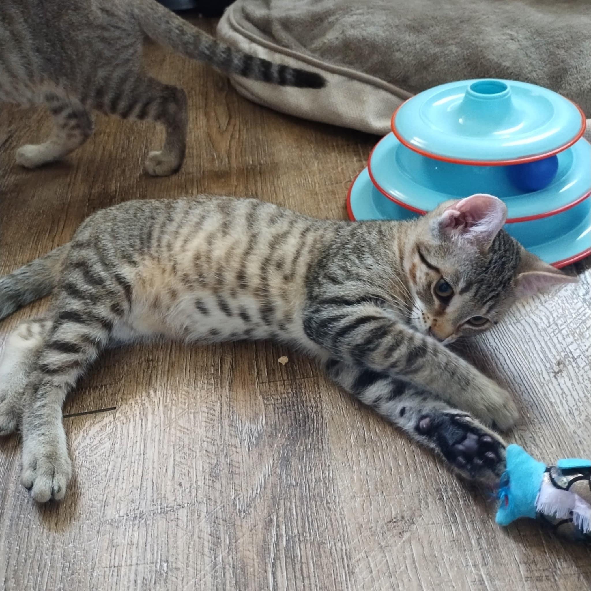 Sam, Adoptable, Kitten Male Domestic Short Hair.