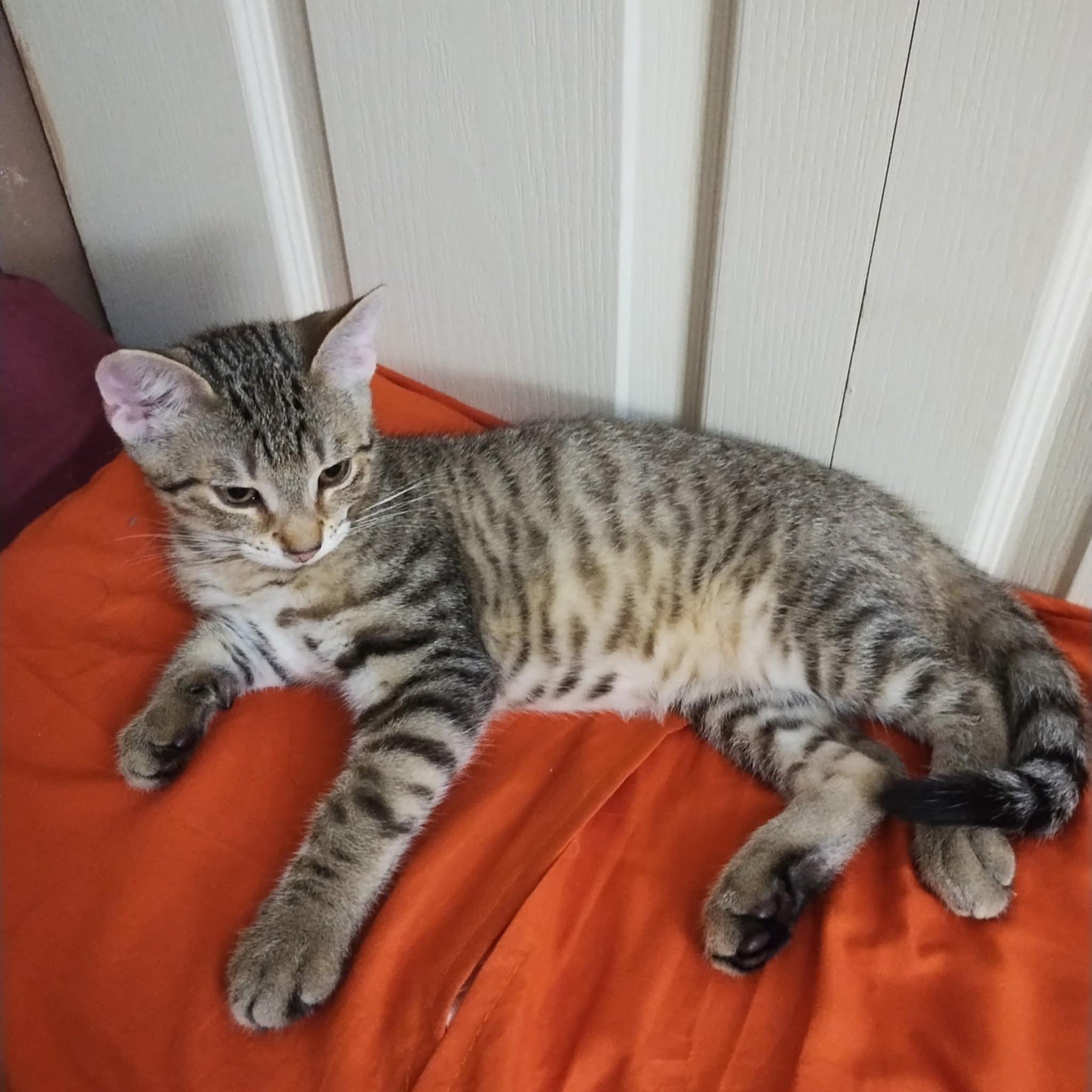 Sam, a Adoptable Domestic Short Hair in Fonthill, ON image 2/2