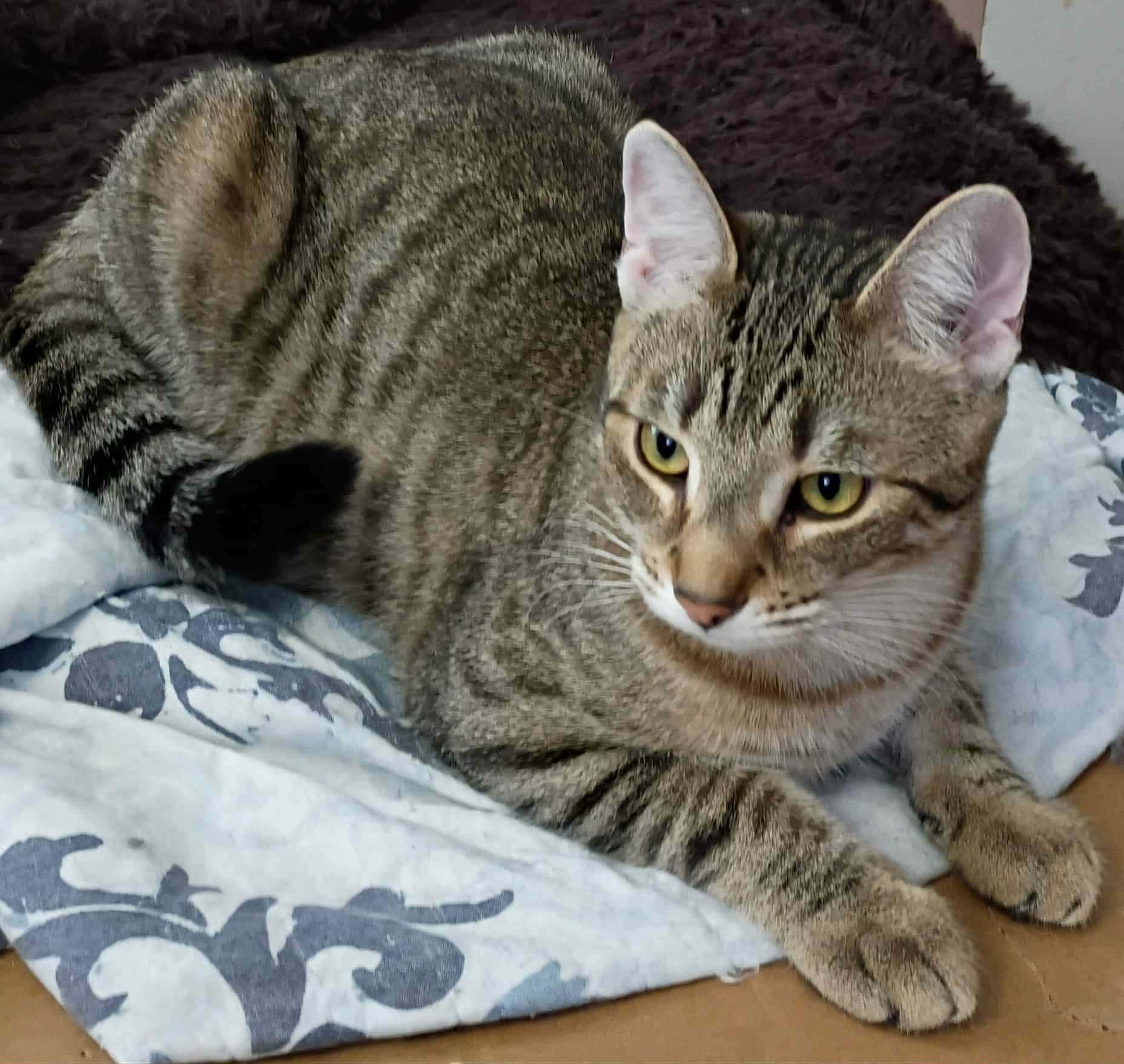 Enlarge Sam, a Adoptable Domestic Short Hair in Fonthill, ON image 3/3