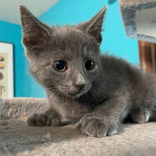 Cambridge, Adoptable, Young Female Domestic Short Hair.