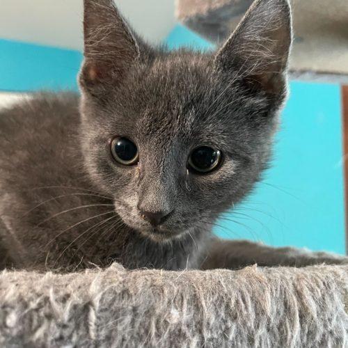 Cambridge, a Adoptable Domestic Short Hair in Toms River, NJ image 2/5