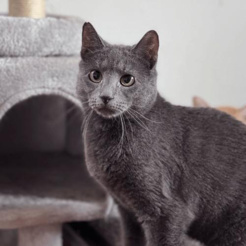 Cambridge, a Adoptable Domestic Short Hair in Toms River, NJ image 3/5